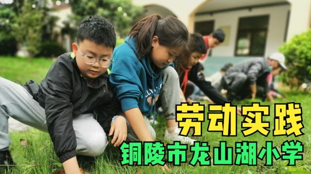 龙山湖小学劳动教育活动,点滴记录校园时光,五育并举促成长