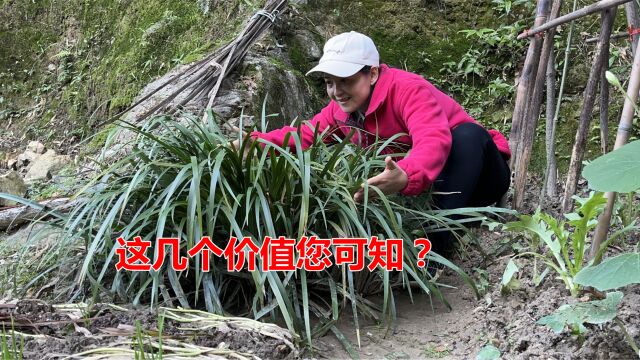 “金钱蒲”又叫沙姜,这几价值您可知,为何兽医对它情有独钟?