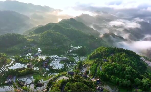 红视频|紫鹊界梯田:水满田畴 夏日胜景