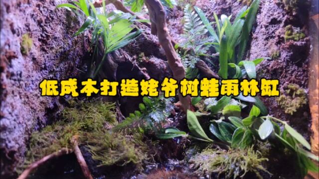 低成本打造姥爷树蛙雨林缸