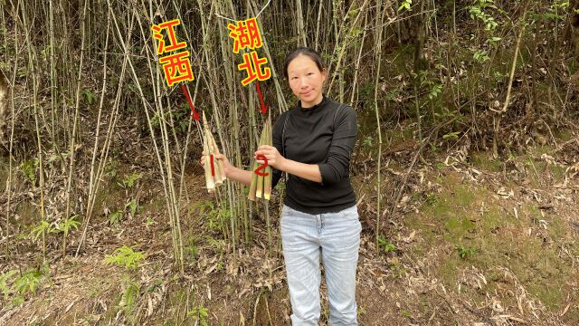 实拍江西和湖南两地的竹笋,对比后,你看看那种笋子更好吃?