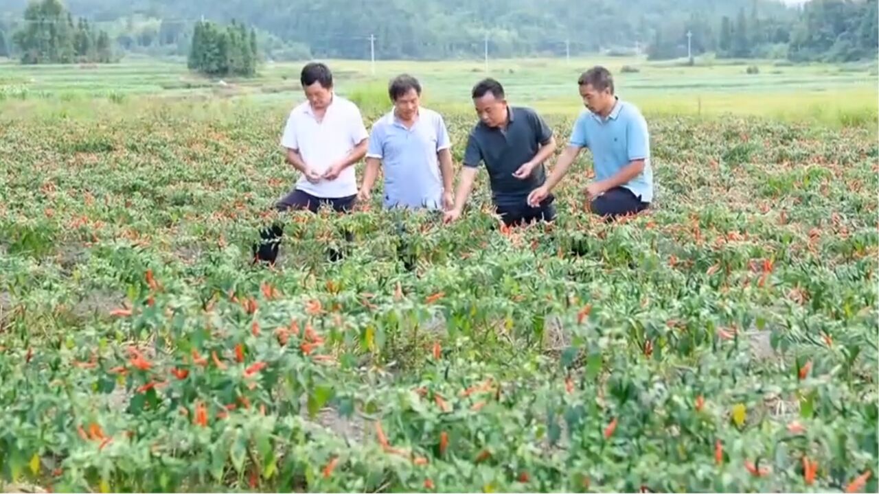 加工辣椒成功赚到了钱,为解决原料问题男子想在老家建种植基地,却遭到全家人的反对