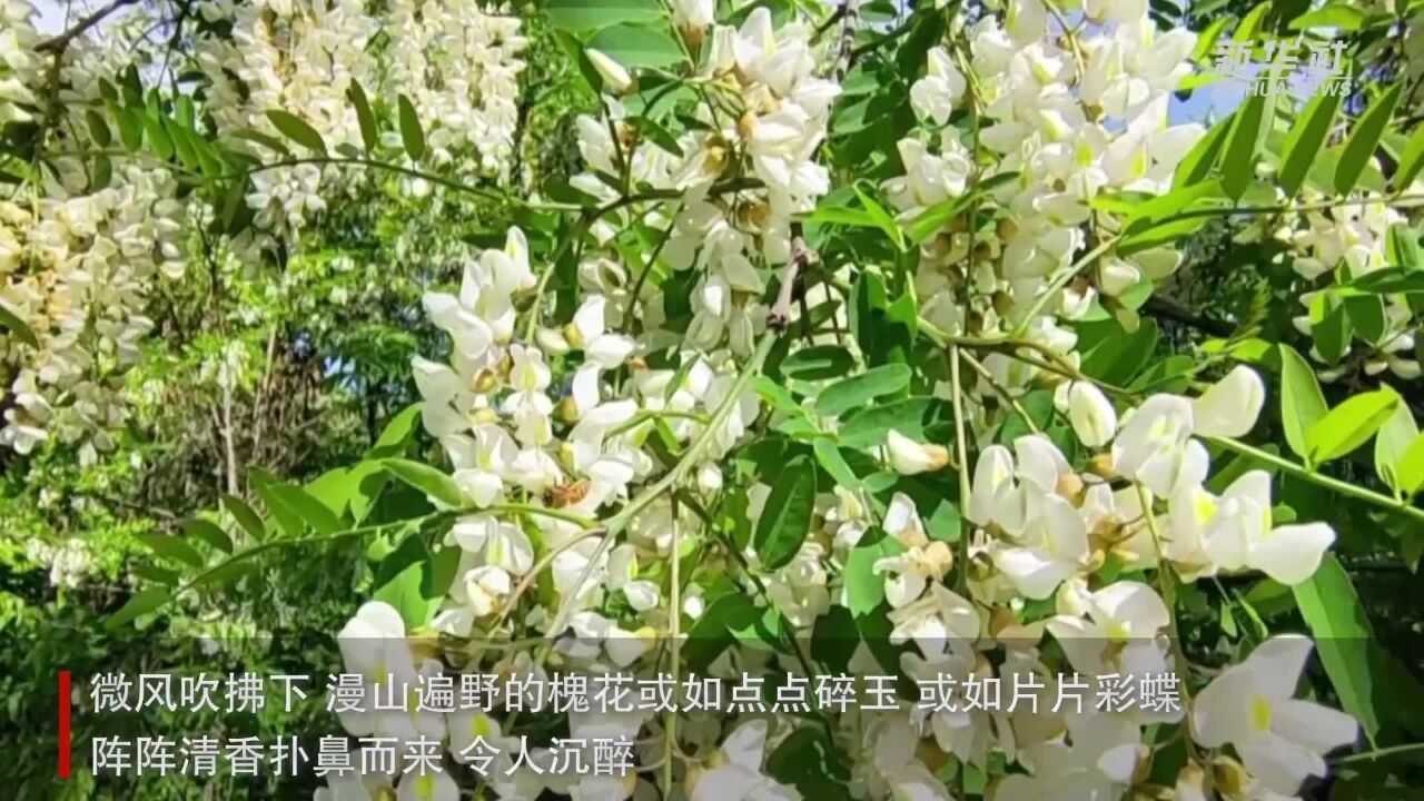 陕西麟游:“森林氧吧”槐花开