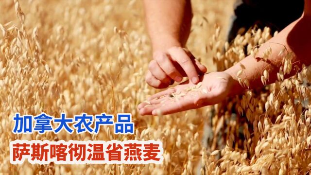 加拿大农民种植天然萨省燕麦,农产品成吨加工成营养麦片