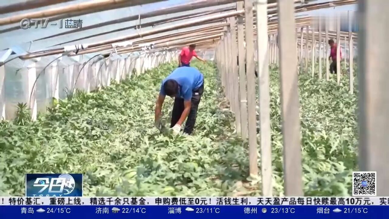 初夏时节瓜果飘香,平度市三合山下西瓜红,“甜蜜”产业促增收