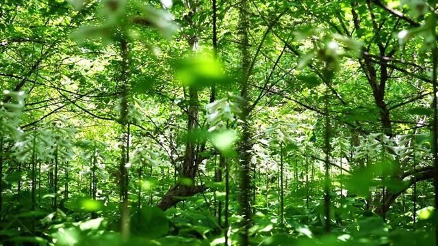 河南省洛阳市,洛阳花海惊艳了夏天