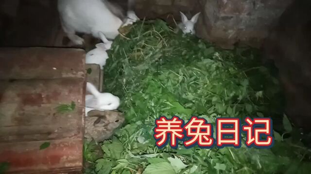 养兔日记,小兔子跟妈妈一起吃草温馨时刻!