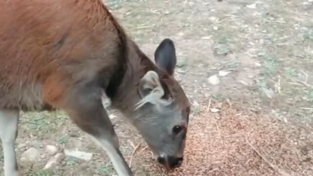 30秒丨国家二级保护动物水鹿到村民家门口觅食