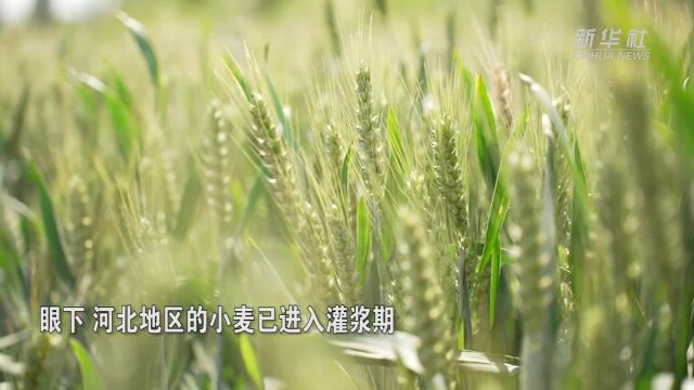 河北沧州:备战“三夏”保丰收