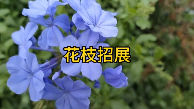 花枝招展美呆了