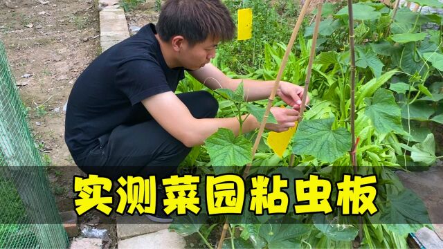 夏天菜园小飞虫特别多,实测“黄板粘虫”,看看是不是智商税?