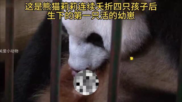 接连夭折四个宝宝的莉莉,终于在17岁生下了一对健康的双胞胎宝宝,真是太不容易了,伟大的母亲#大熊猫 #关爱国宝大熊猫 #感动瞬间