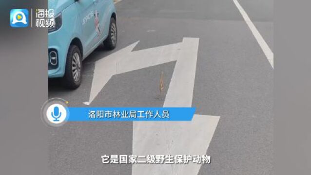 男子路遇“怪鸟”薄如纸片 原来竟是国家二级保护动物