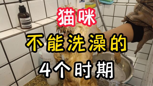 猫咪不能洗澡的4个时期,尤其是最后一个,千万要注意!