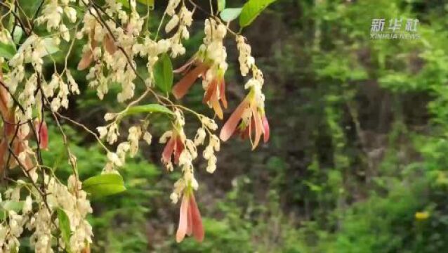 “雨林巨人”望天树花开云南大围山