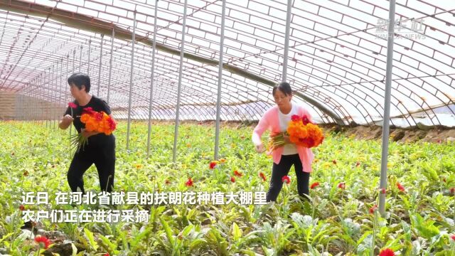 河北献县:高效设施农业助农增收