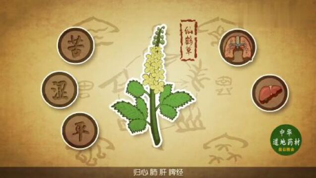 中医药文化|每天一味中药|中药小故事《巧说本草》仙鹤草