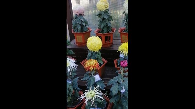 金秋菊展掠影赏菊王