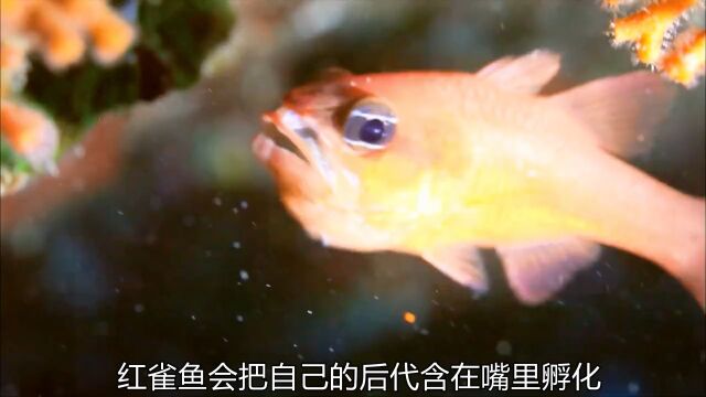 护崽崽的鱼儿们#海洋生物#小丑鱼#海底世界