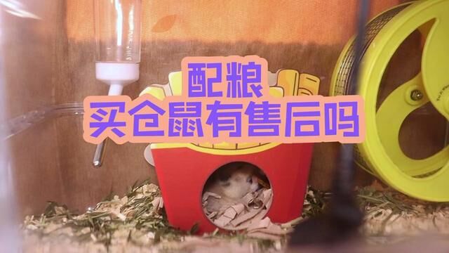 配粮 仓鼠问答 买仓鼠有售后吗? #仓鼠问答 #asmr助眠视频 #仓鼠配粮