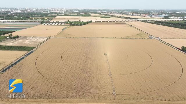 潍坊昌乐:收割机、烘干机开足马力全速运转 保障夏粮颗粒归仓