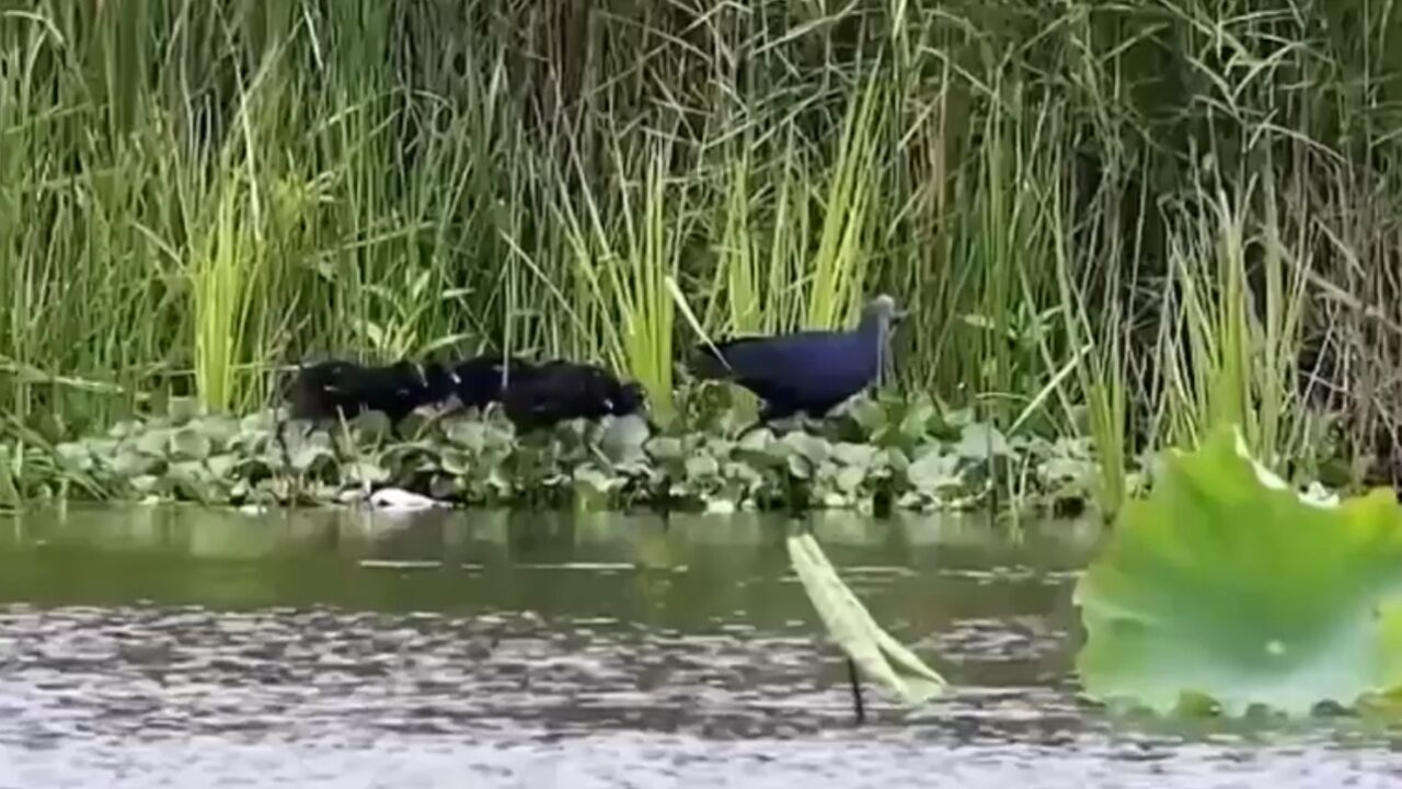 海南昌江首次记录到6只紫水鸡幼鸟同框觅食