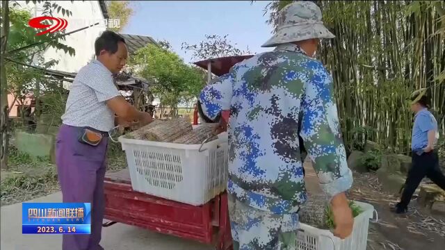 四川新闻联播|发展农业社会化服务 建设更高水平“天府粮仓”