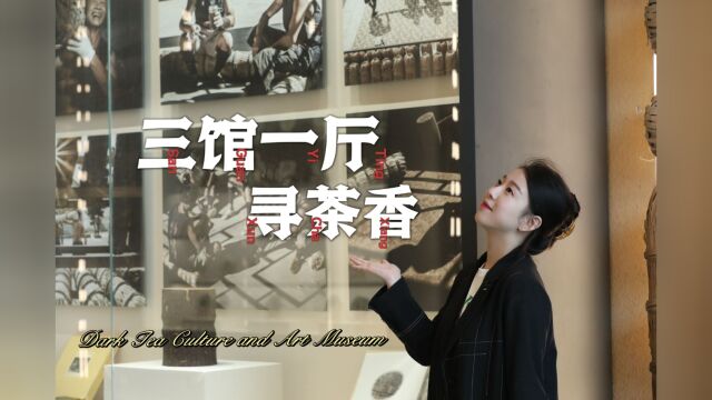 ZhuZhu的安化笔记——三馆一厅寻茶香