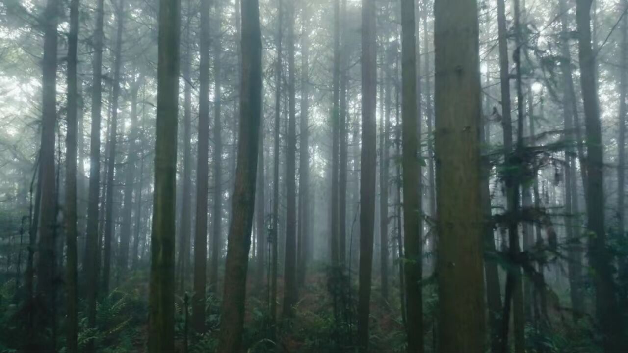 静谧!航拍重庆巴南原始森林如人间秘境