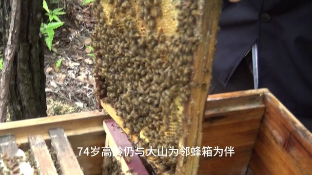 福建浦城┃深山蜂农吴木森,一辈子只为做好一件事