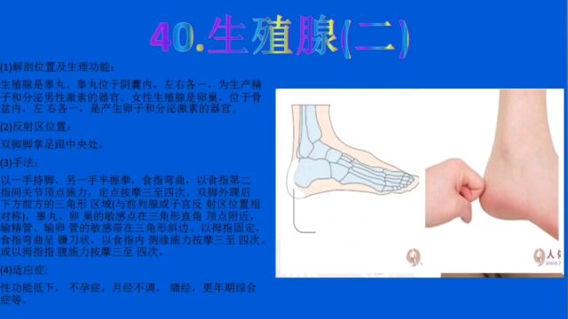 足部反射区【40】生殖腺2反射区定位及手法