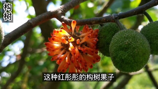 构树果子你吃过么,味道确实香甜,但它容易招蚊子苍蝇,很多人都不敢吃吧#野生植物 #趣