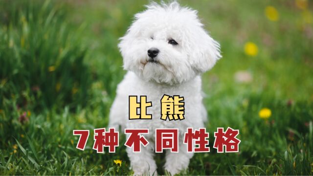 揭秘比熊7大性格,你家是哪种?快对号入座