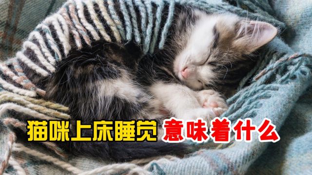 猫咪上床睡觉,意味着什么?