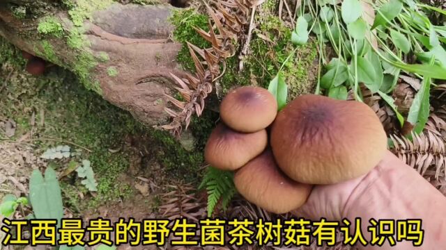 江西最贵野生茶树菇采菇人自己都舍不得吃都拿去换钱有认识的吗