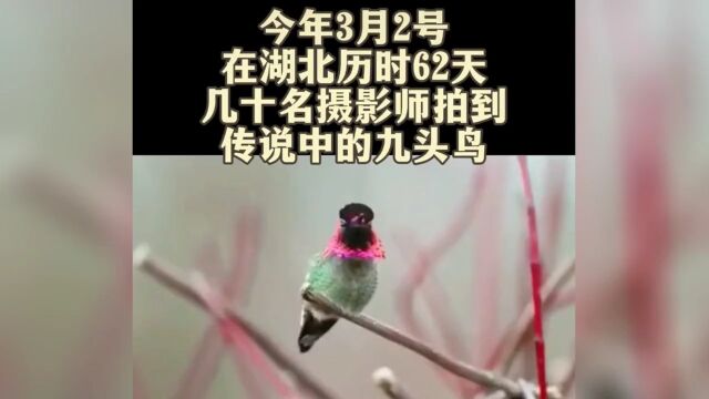 湖北有九头鸟?还会变色?