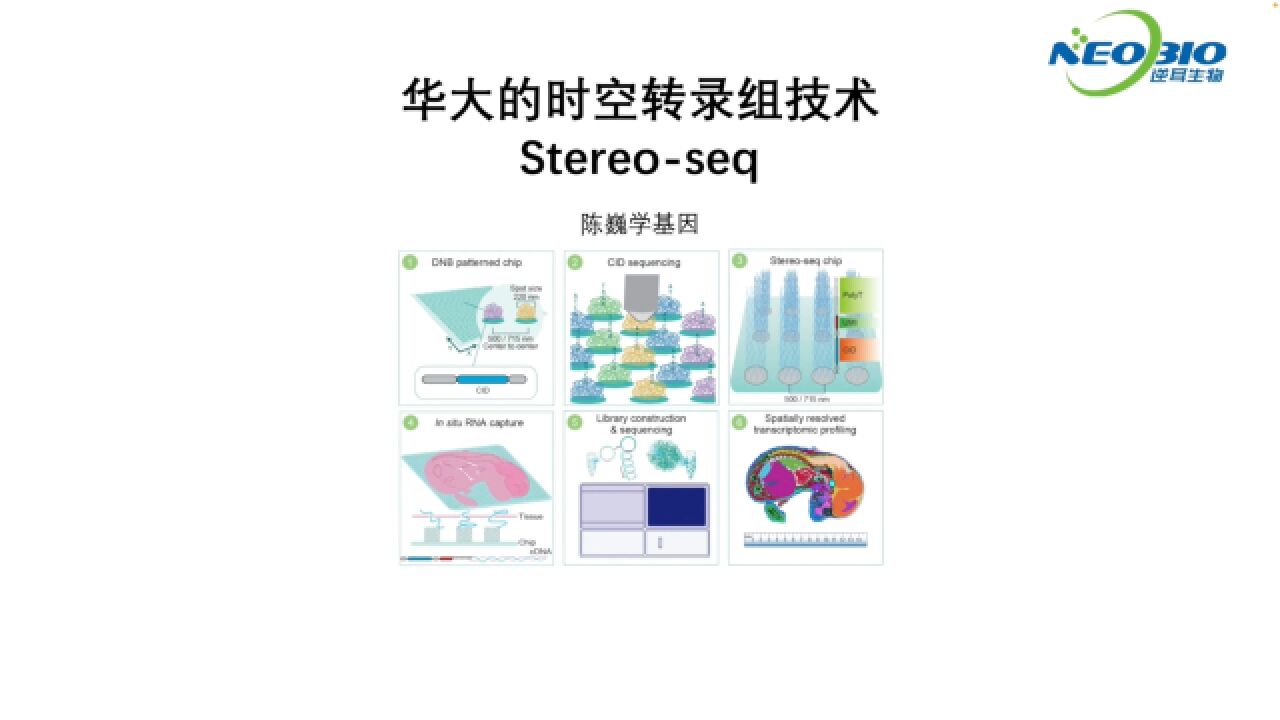 【陈巍学基因】华大时空转录组技术:Stereoseq