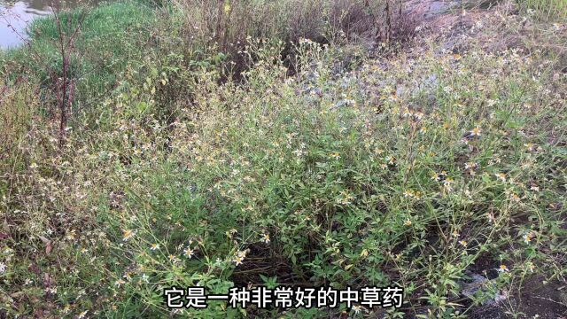 农村不起眼的“蚂蚁草克星”,没想到用途非常厉害,赶紧认识一下