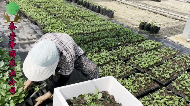 超强砧木苗!吉塞拉12号砧木苗勇夺丰收桂冠!