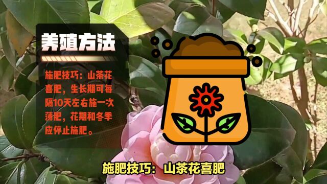 山茶花的养殖方法和注意事项