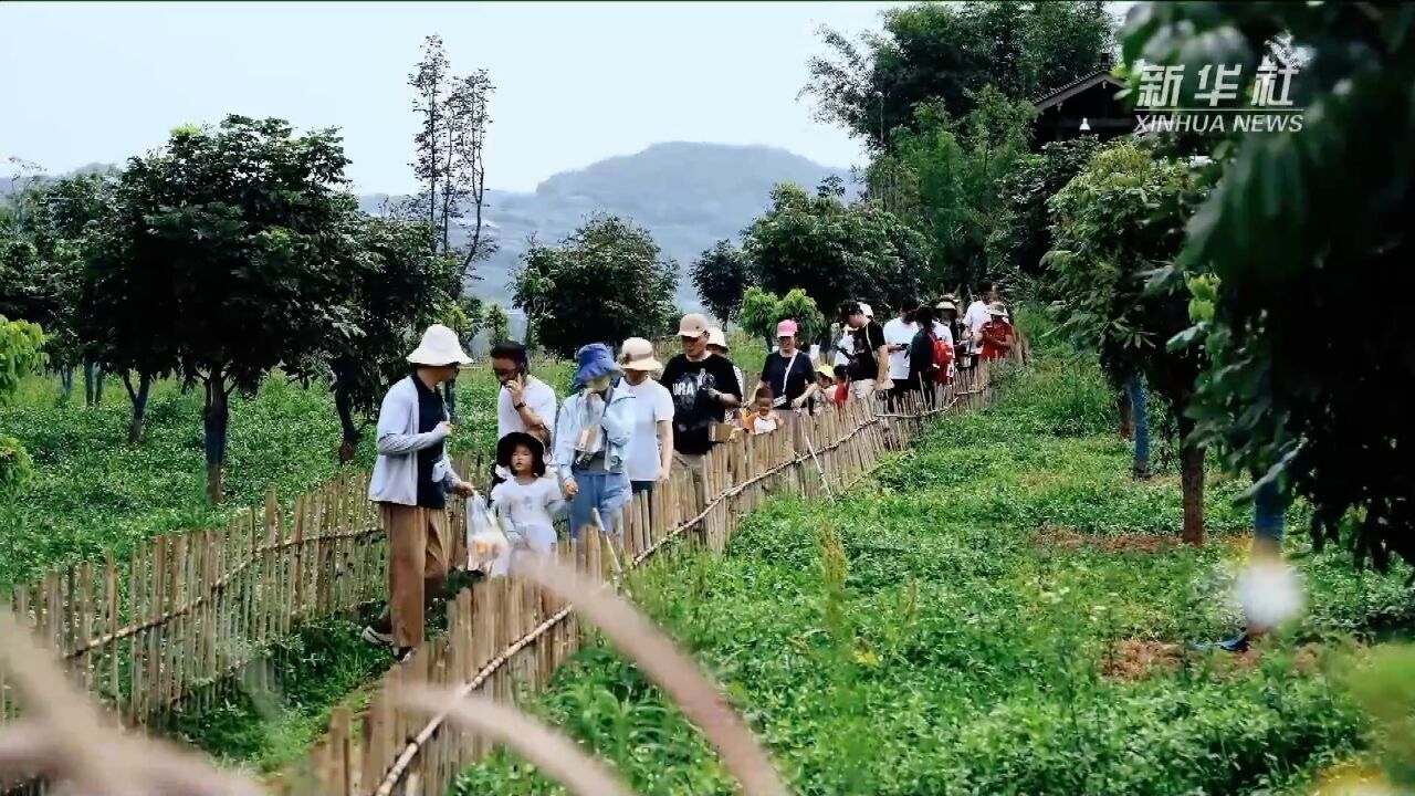 重庆广阳岛:盛夏瓜果熟 生态研学热