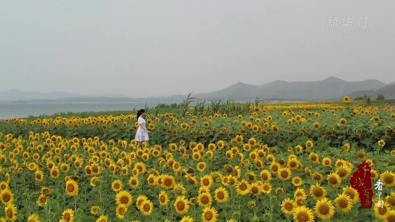 千城百县看中国| 河北曲阳:金色花海扮靓乡村