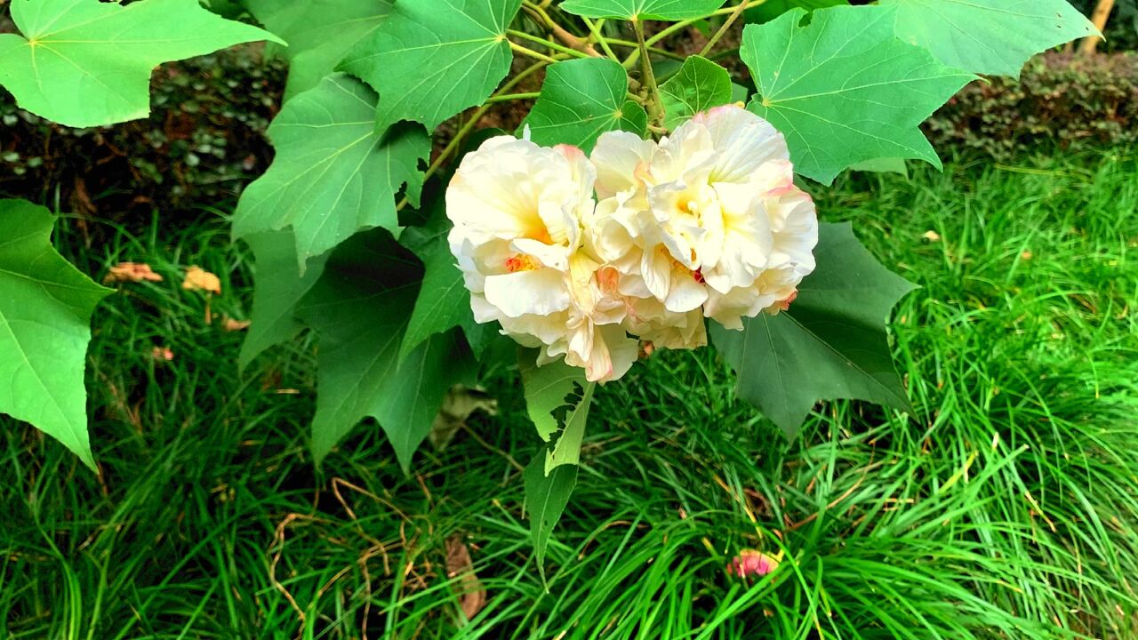 初冬满城开芙蓉,它的故事却让人伤心落泪,你听过吗?