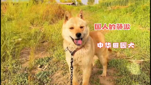 让国人骄傲的中华田园犬