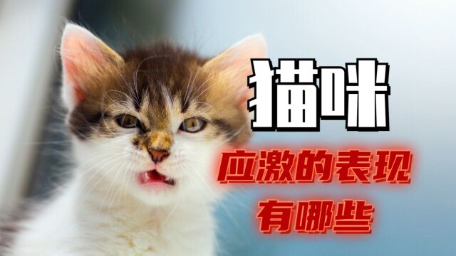 猫咪应激怎么办?别说没提前告诉你!