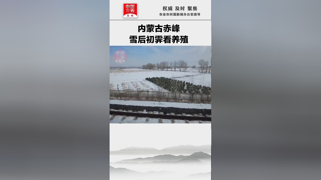 [聚焦三农]内蒙古赤峰:雪后初霁看养殖