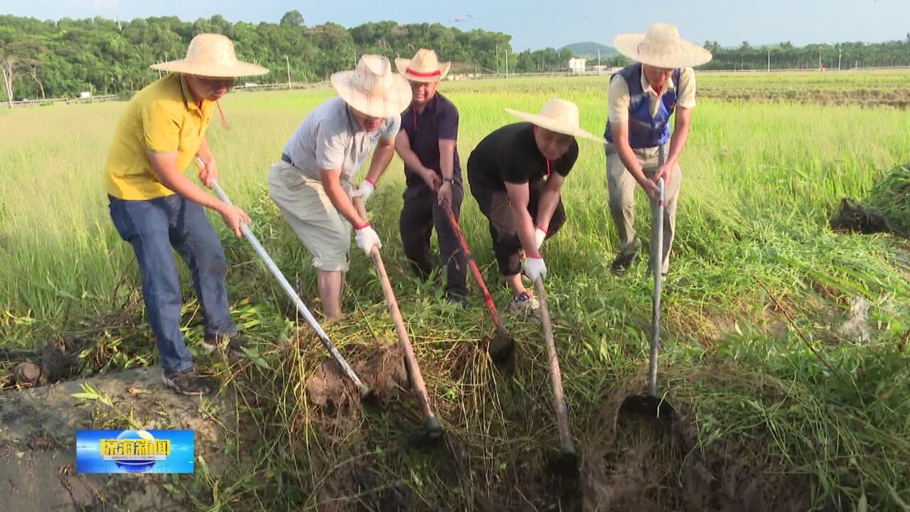 为民办实事丨博鳌镇:兴修农田水利 助力农业发展