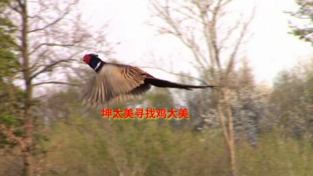 坤太美决定干鸡大美了