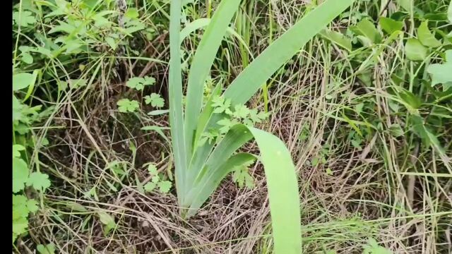 四组射干7月10日