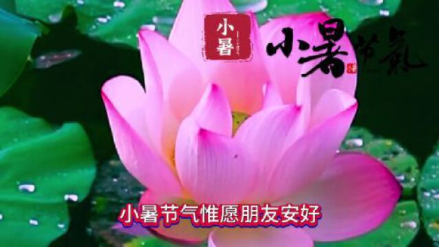 7月7日周五小暑节气安康,最新版小暑祝福语早安文案问候语送给亲爱的您,愿小暑快乐,吉祥安康